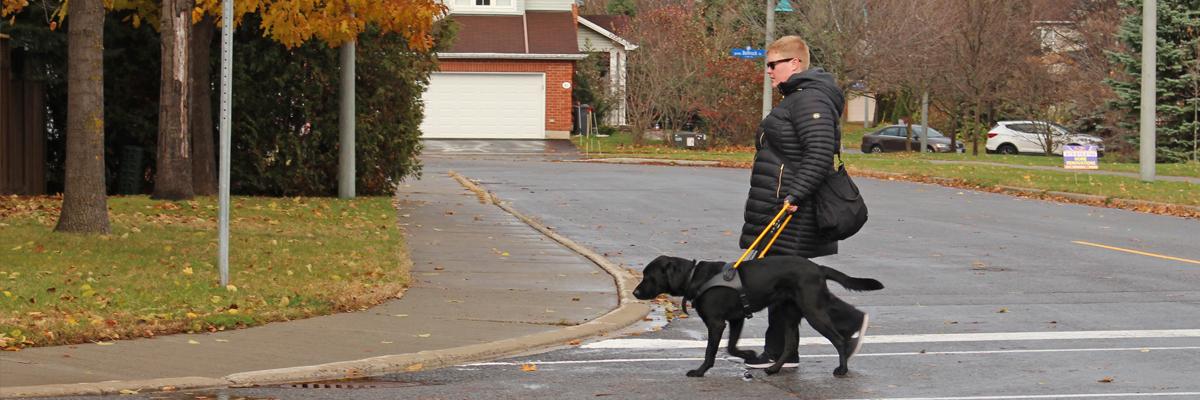 A woman crosses the street with a black Lab in a yellow harness.