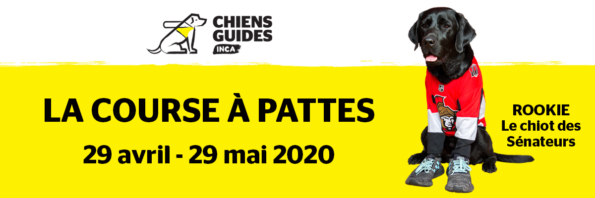 Chiens Guides INCA La Course À Pattes. 29 avril - 29 mai 2020. Image of Future Guide Dog Rookie wearing Ottawa Senators jersey.