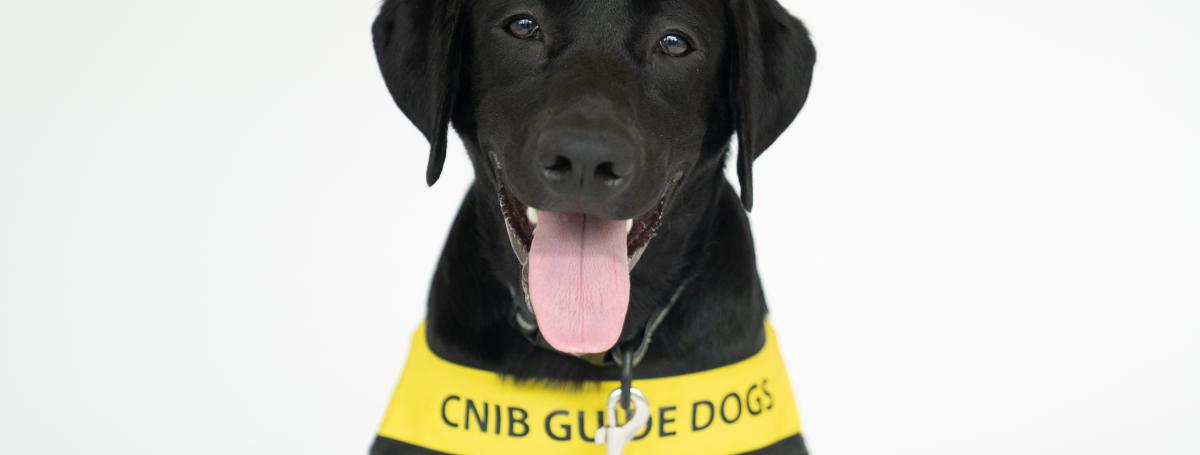 A black puppy wearing a yellow CNIB Guide Dog in Training vest, sits against a white background. The puppy sticks its tongue out.