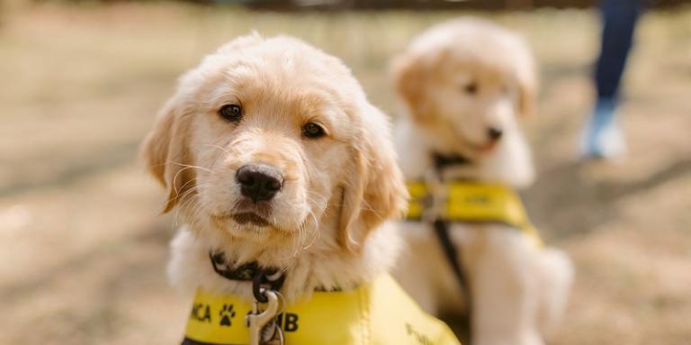 Two beautiful CNIB Guide Dog Golden Retriever pups in training.