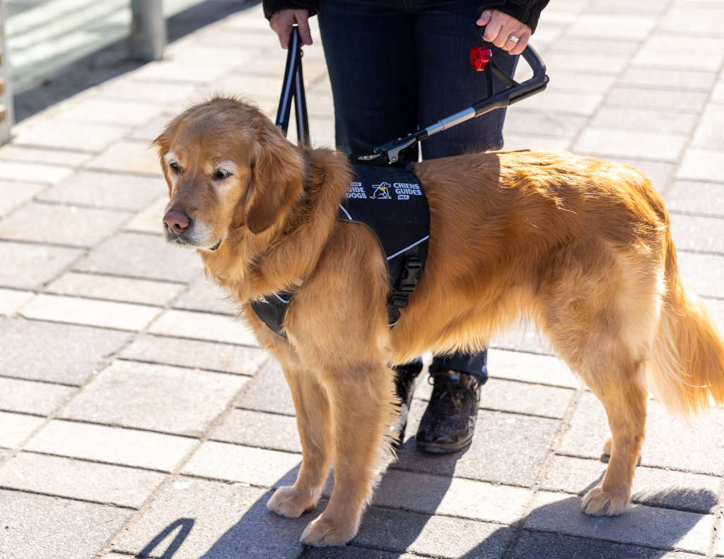  Un chien blond portant son harnais. Le maître tient fermement le harnais du chien-guide et ils sont tous les deux en pause sur le trottoir. 