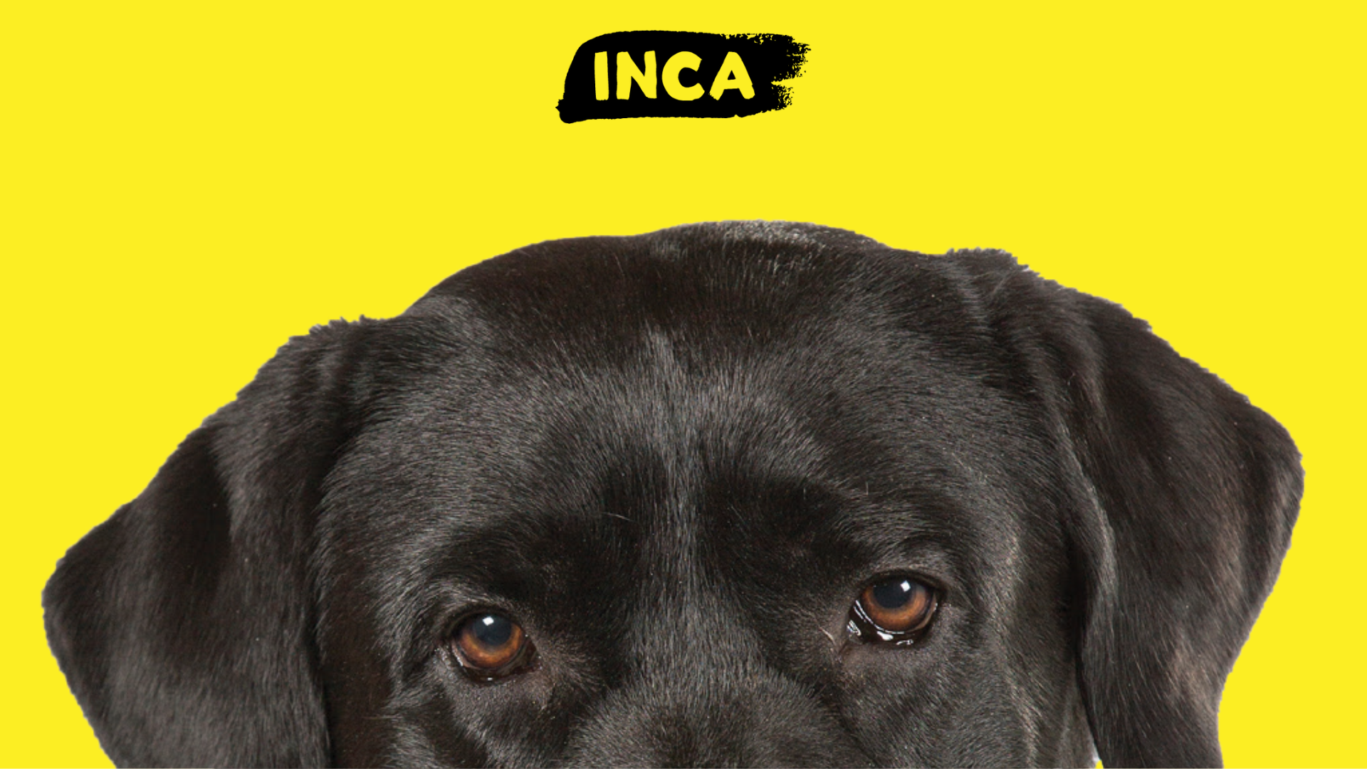 a moitié du haut de la tête d'un Labrador noir et les mots « Les chiens-guides sont bienvenus partout. C'est la loi. » ainsi que le logo de la Fondation INCA. 