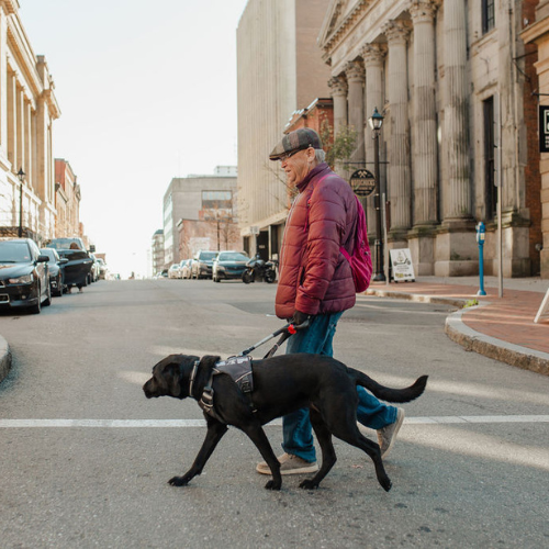 Un équipe chiens guides traverse une rue de la ville. Le maître plus âgé tient fermement le harnais du chien guide, et l'équipe est en mouvement.