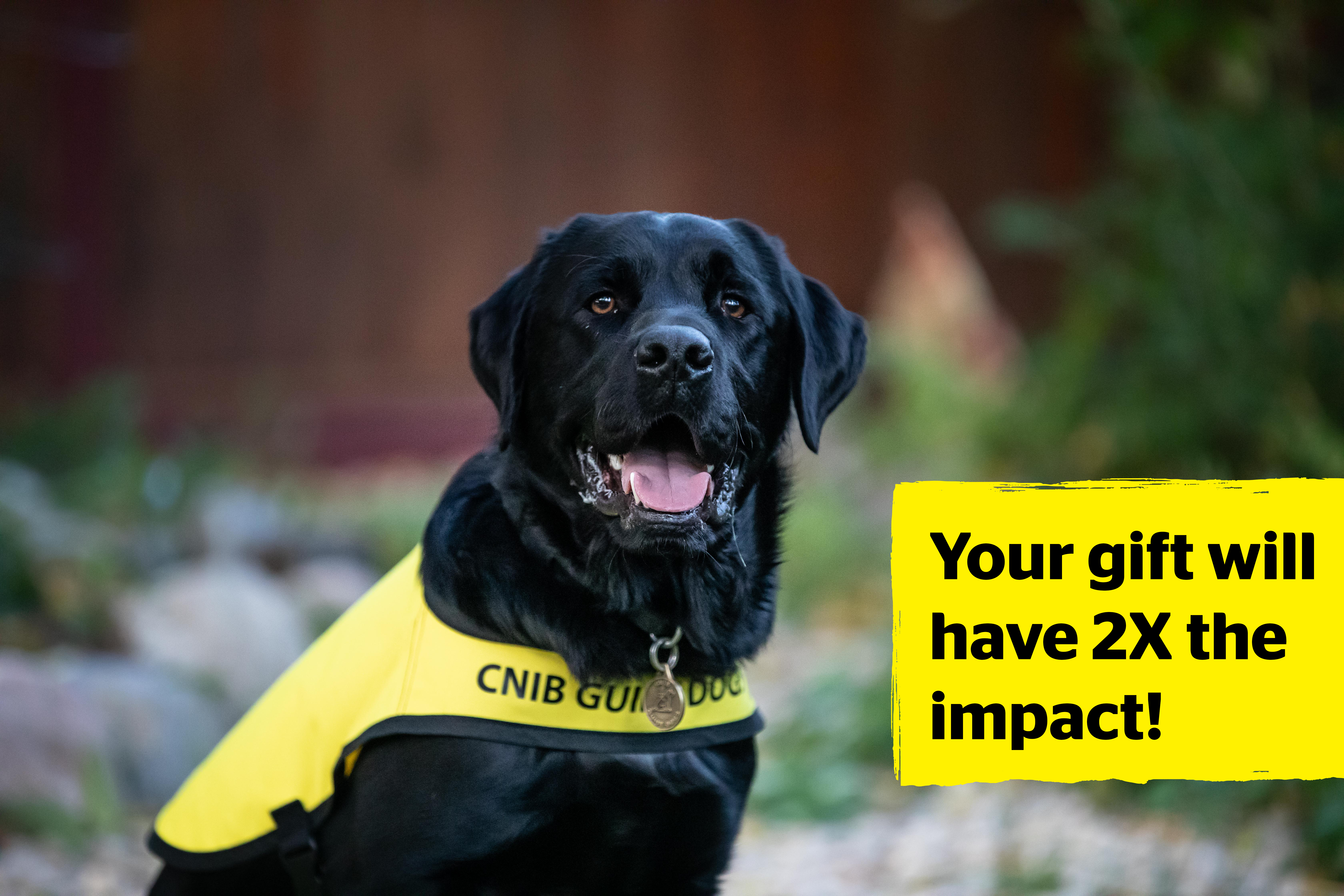 An image of Black Labrador Retriever Alex, CNIB Guide Dog. In the photo, Alex is wearing a yellow CNIB Guide Dog vest, and looks straight at the camera with a big smile on his face. Beside him are the words “Your gift will have 2X the impact!” against a yellow background