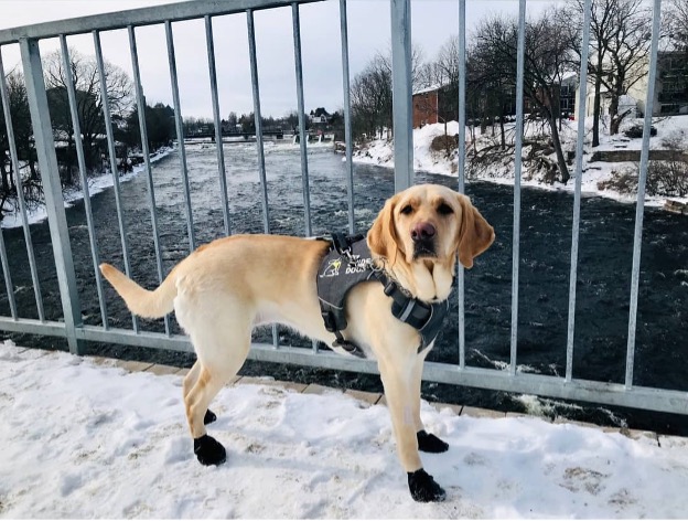 A yellow lab wearing a black CNIB Guide Dogs harness and black winter boots is posed on snow-covered bridge.