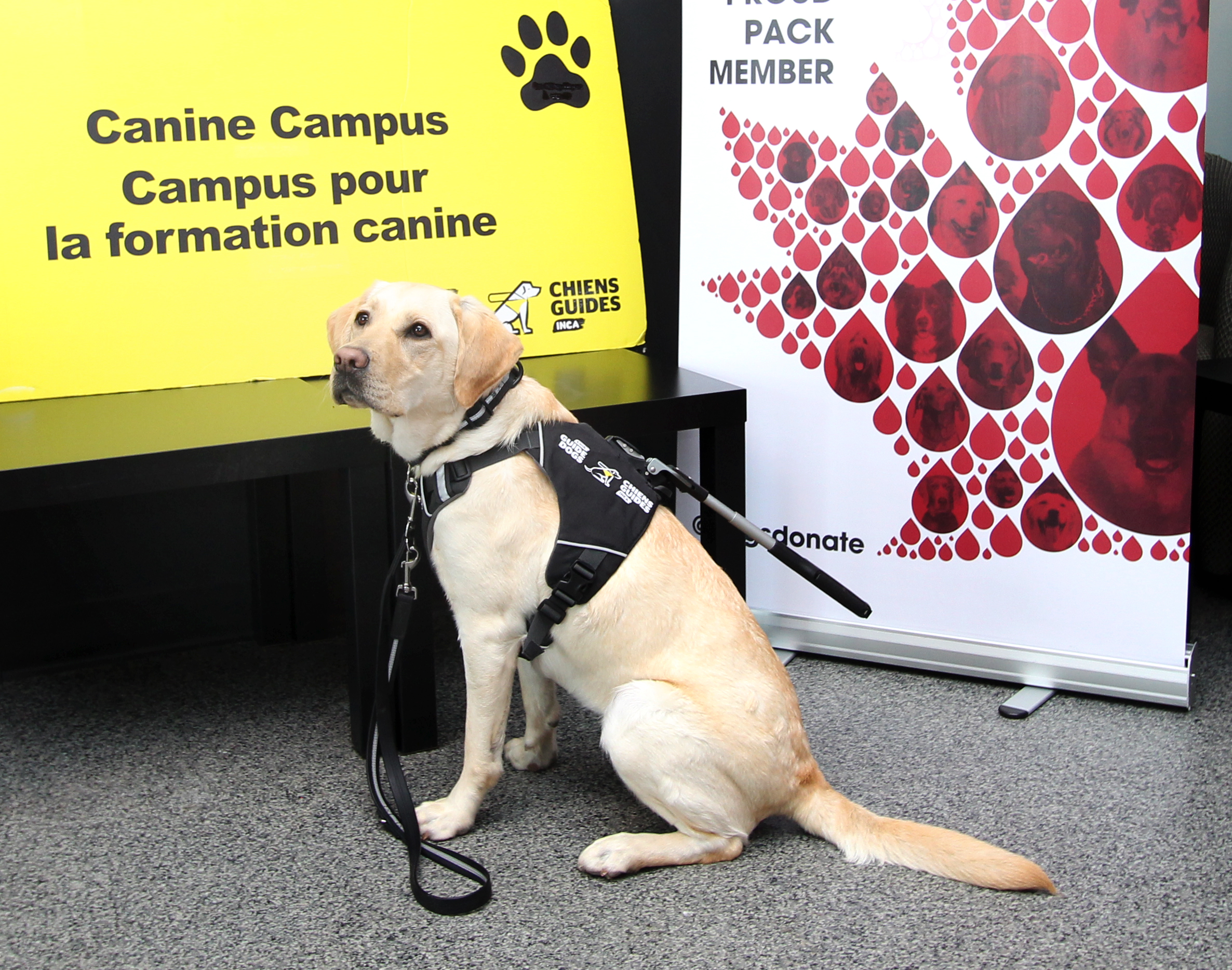 A yellow Labrador retriever wearing a guiding harness and leash, sitting on the floor in front of two signs that read, “Canine Campus” and “Canadian Animal Blood Bank ‘Proud Pack Member’”.