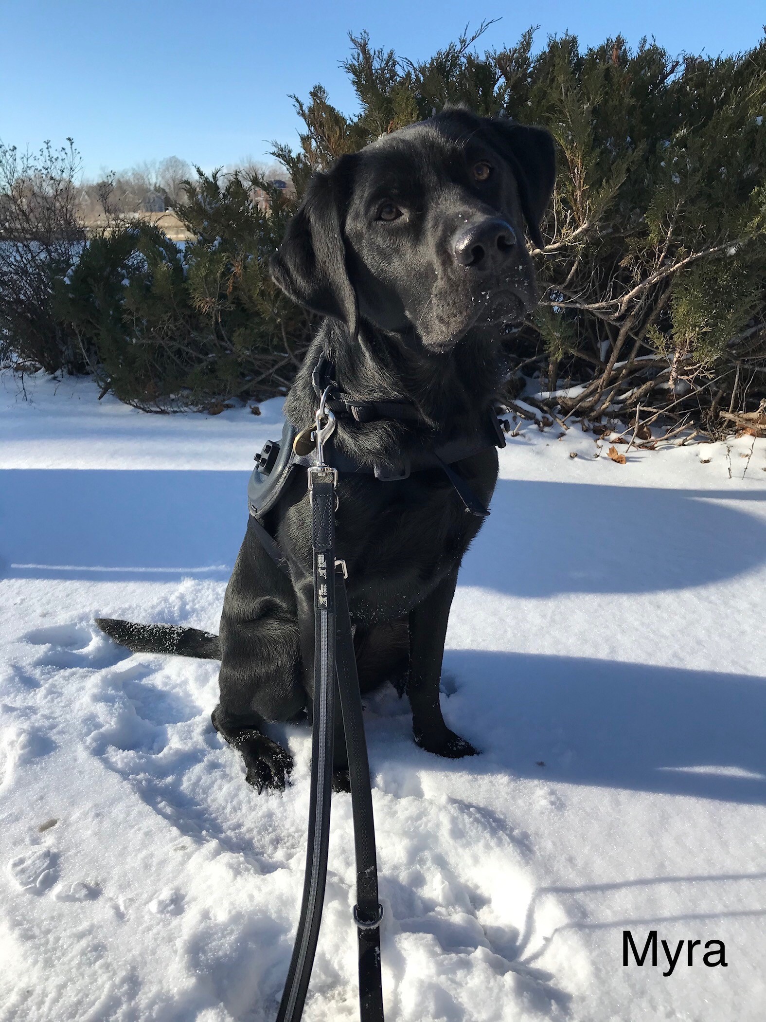 Myra, a black lab in harness and leash, stands on the snow-covered ground.