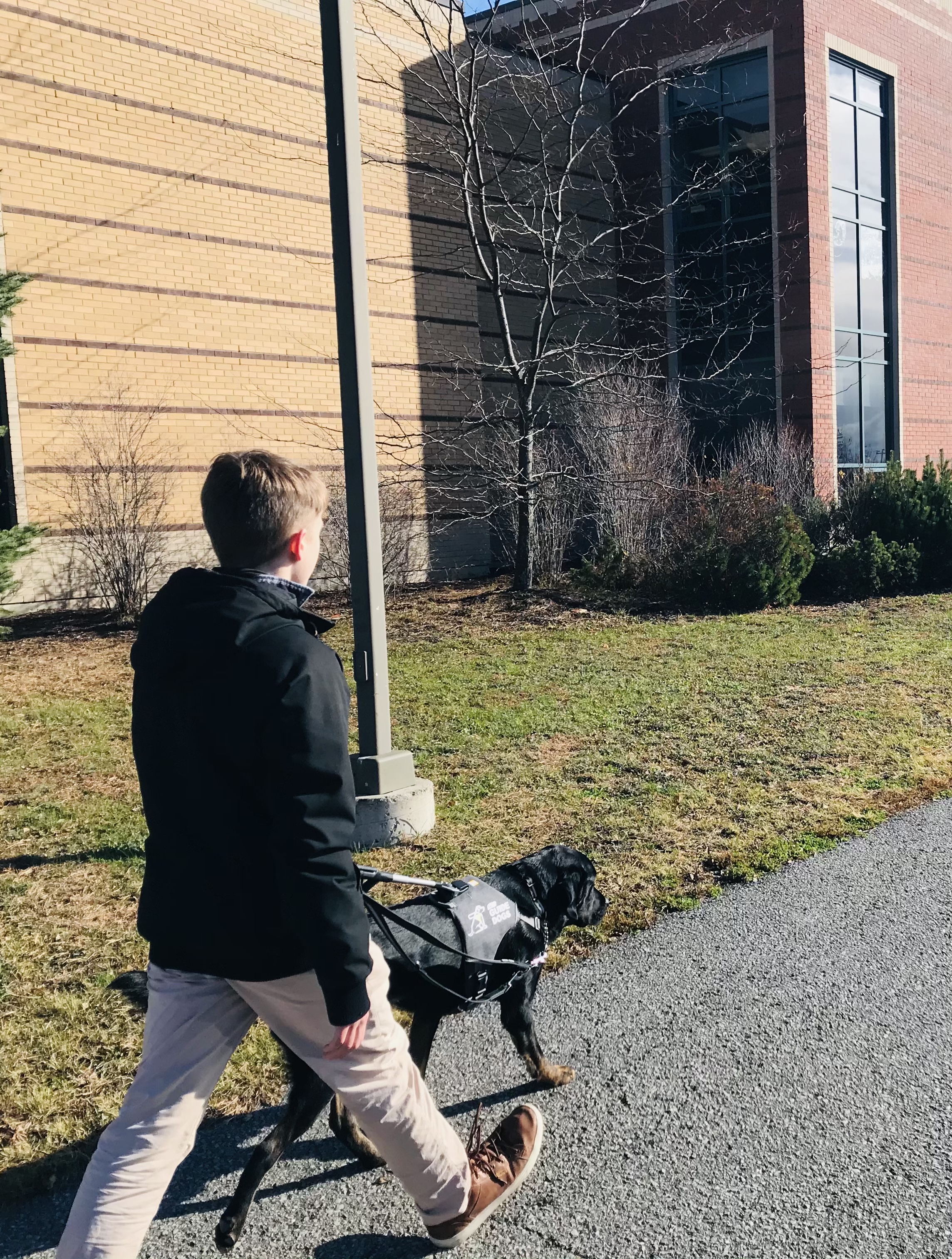 A young man walking along a sidewalk with his guide dog, a black Labrador-retriever cross with brindle paws