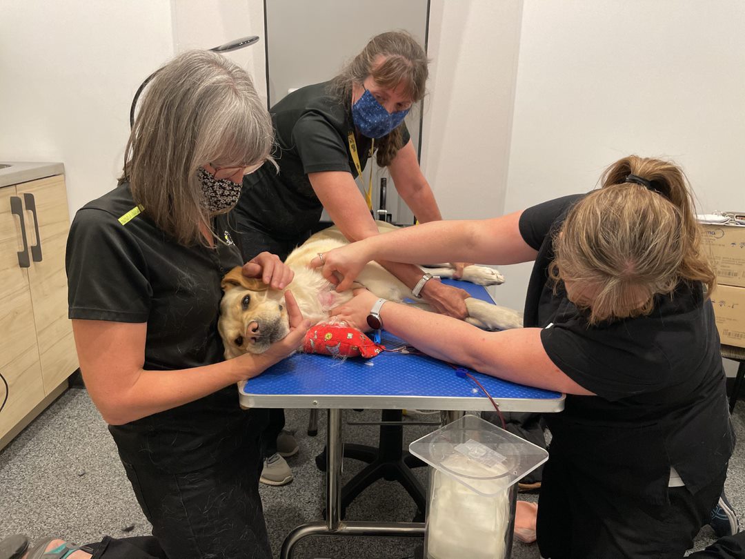 A yellow Labrador retriever laying on a veterinarian’s table; a RVT is administering an IV drawing blood from the dog while another person is petting the dog to keep them calm.