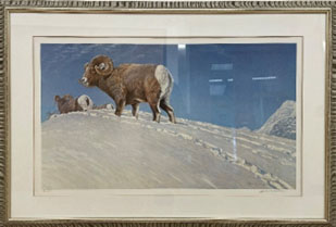 Last Look – Bighorn Sheep