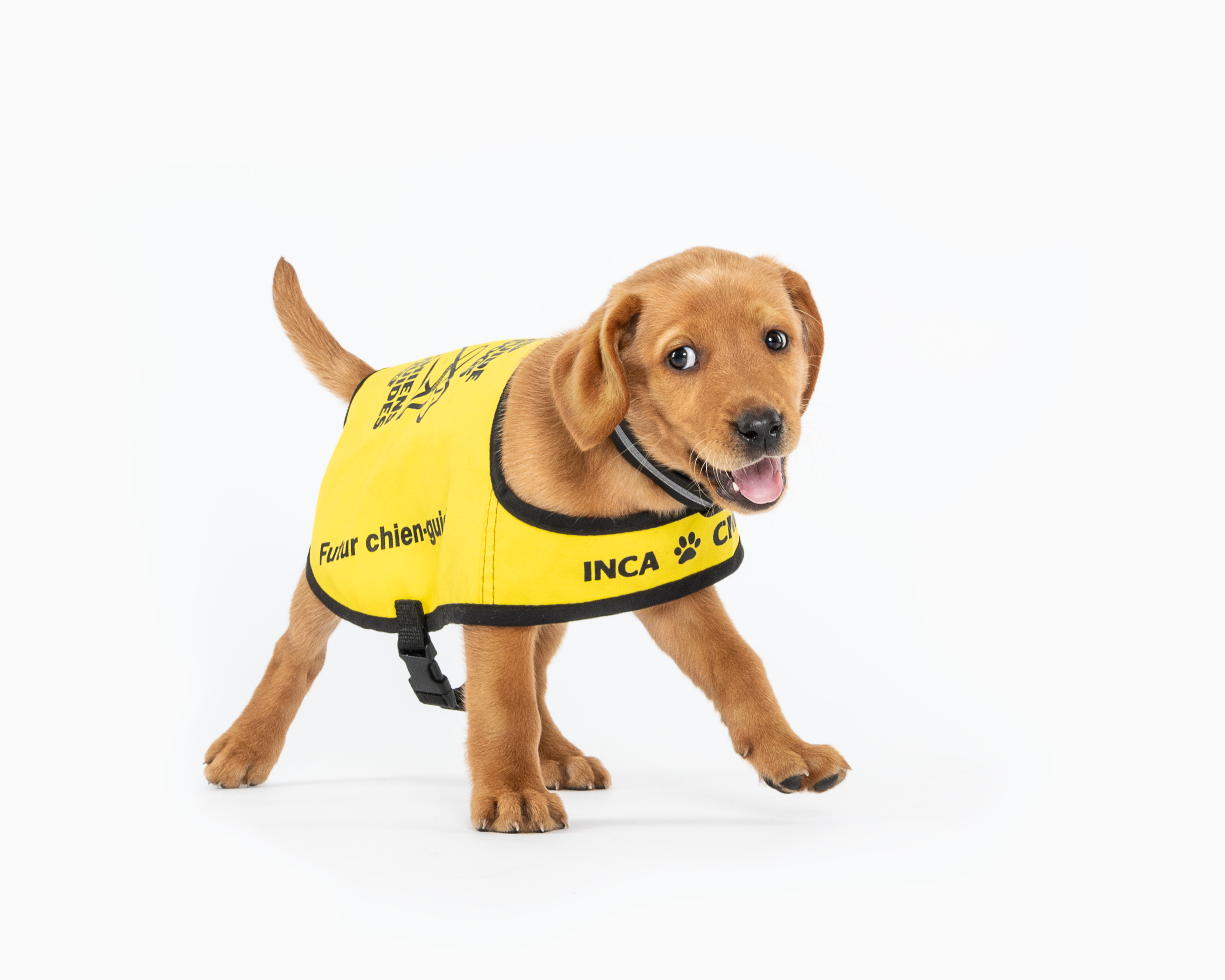 Dorrie, a future CNIB Guide Dog