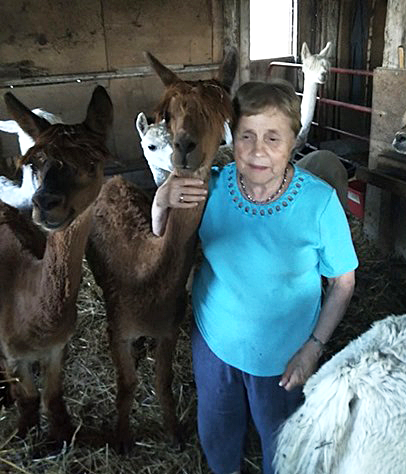 Norma Cowell surrounded by six of her alpacas