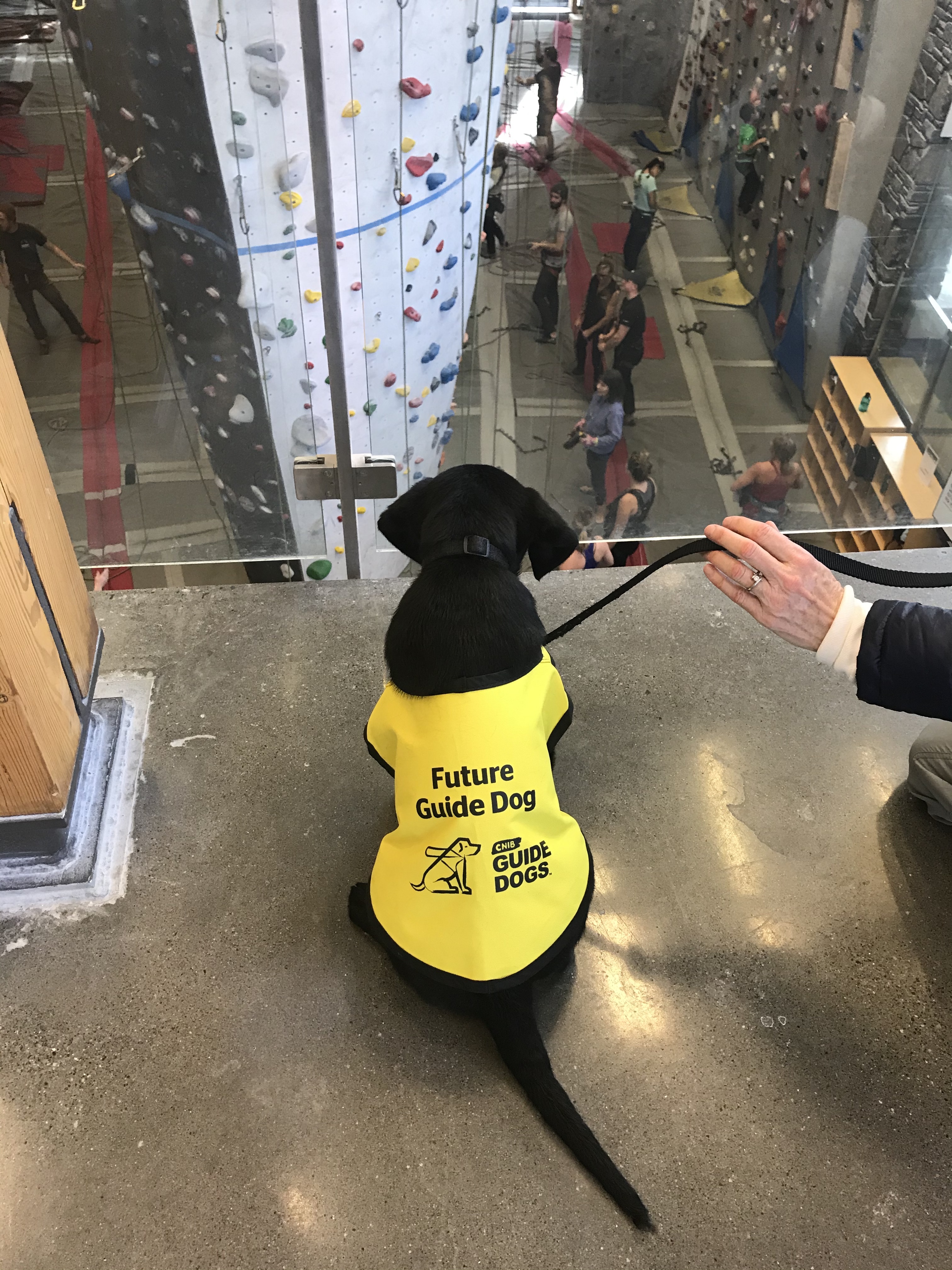 A black Labrador retriever puppy wearing a bright yellow Future Guide Dog vest sitting in front of a glass railing overlooking a rock-climbing facility