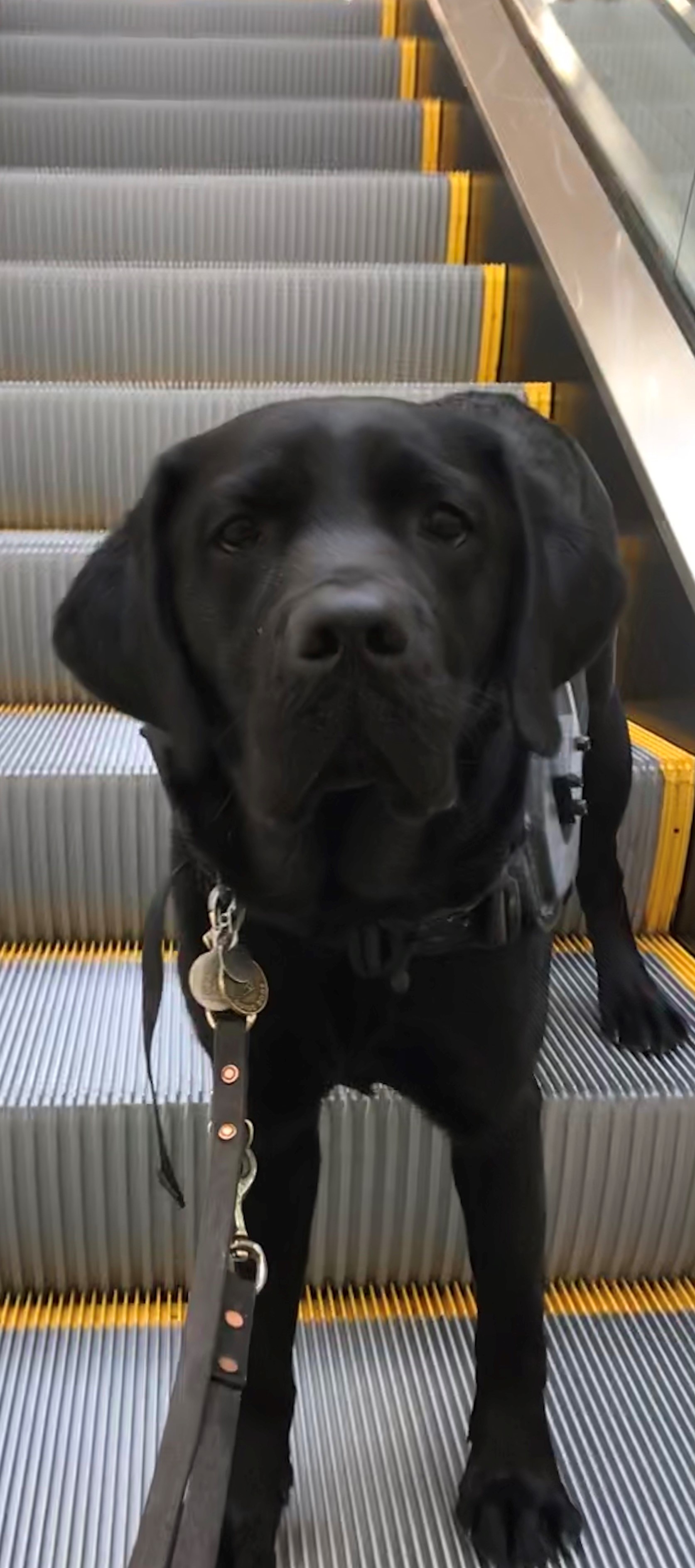 Rookie, a black Lab in harness and leash, stands at the base of an escalator 
