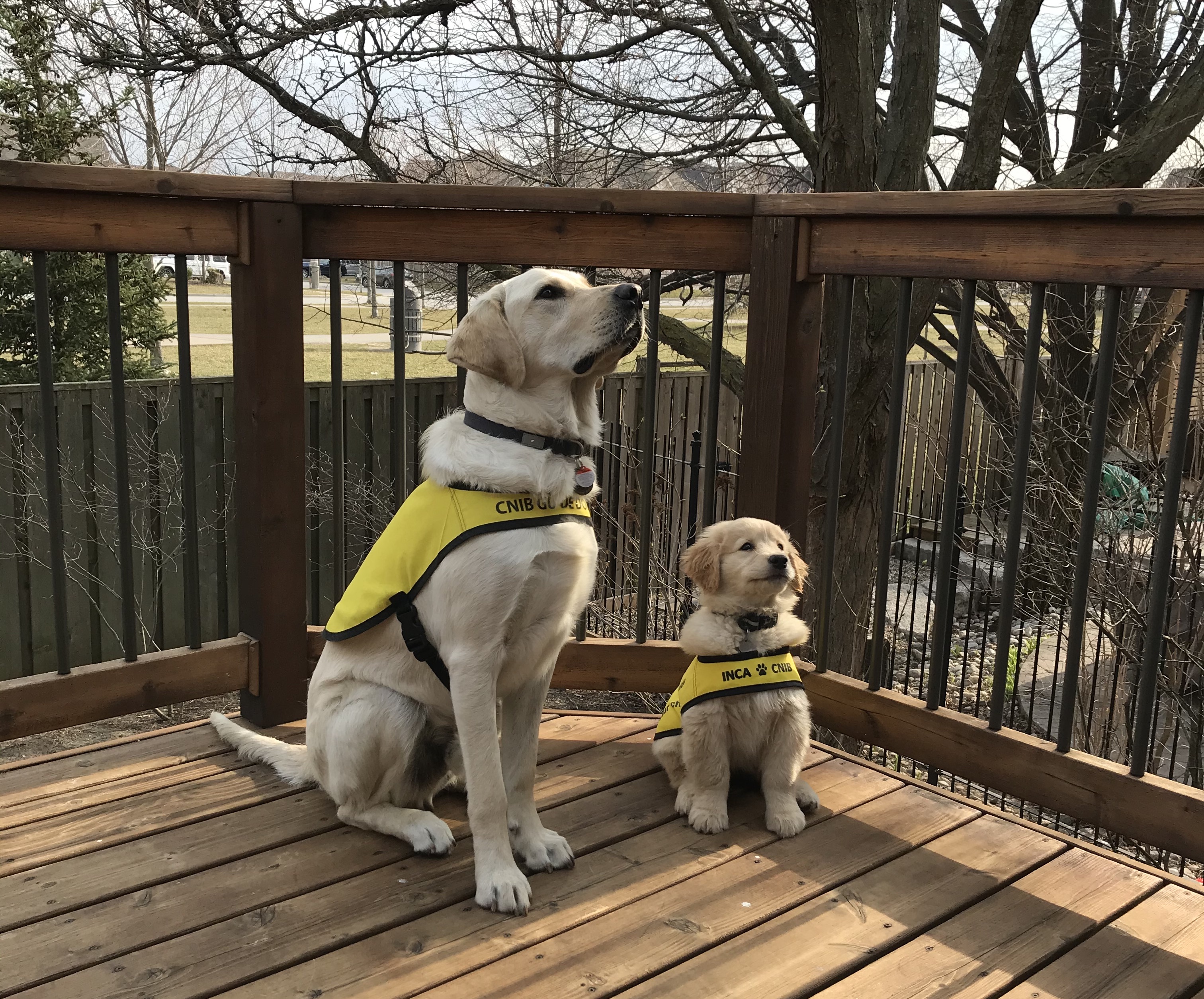 Two future guide dogs sitting on a back deck, wearing bright yellow future guide dog vests and focused on their puppy raiser (out of frame); one dog is a one-year-old yellow Labrador retriever and the other is a two-month-old golden retriever