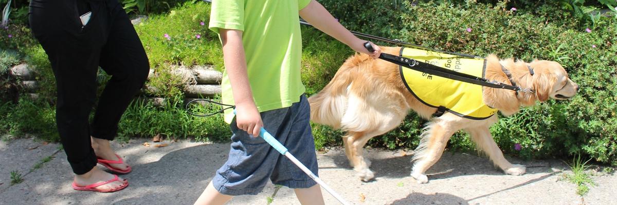 A boy walking with a white cane and Golden Retriever.
