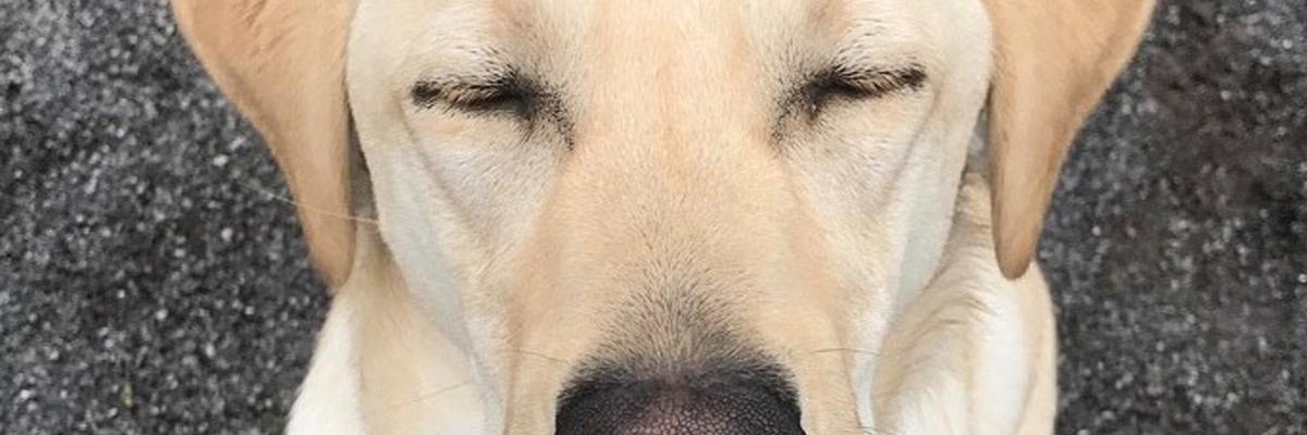 A close-up of a dog's face.