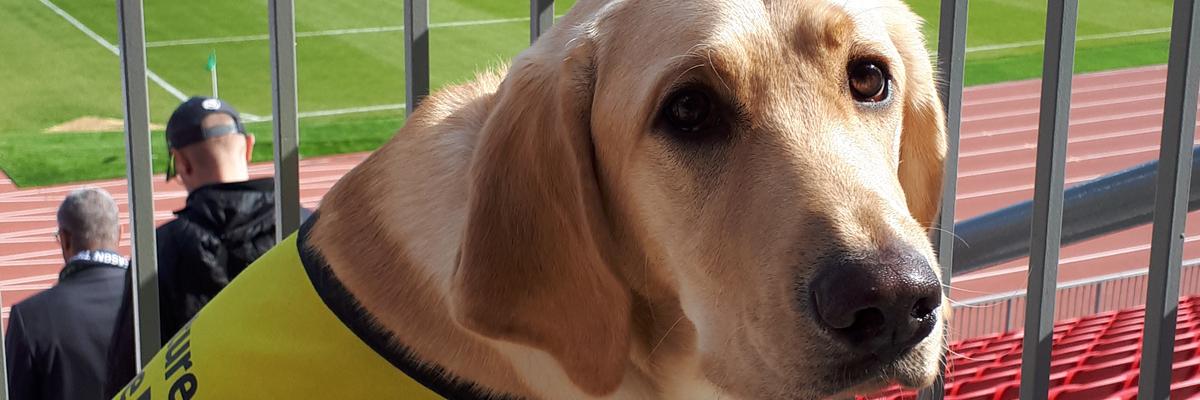 A yellow guide dog in a yellow vest at a sports stadium.