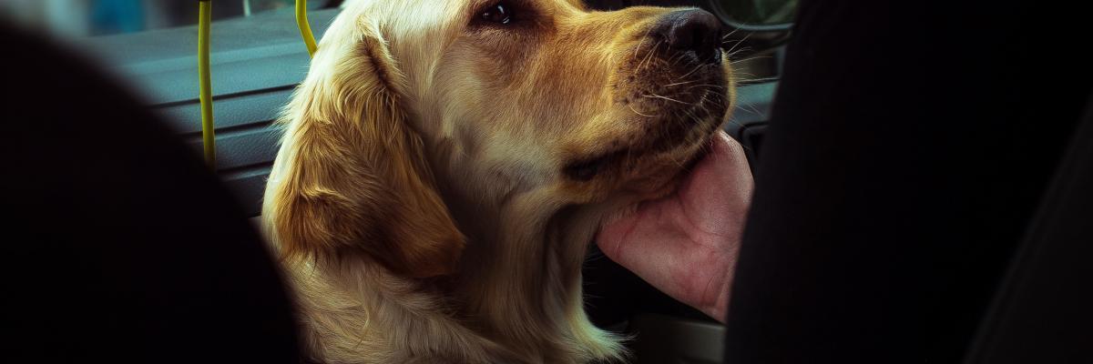 A Guide Dog Handler applying the ear TTouch method to pat her golden retriever Guide Dog. The dog sits on the floor of a car passenger seat between his handler’s legs.