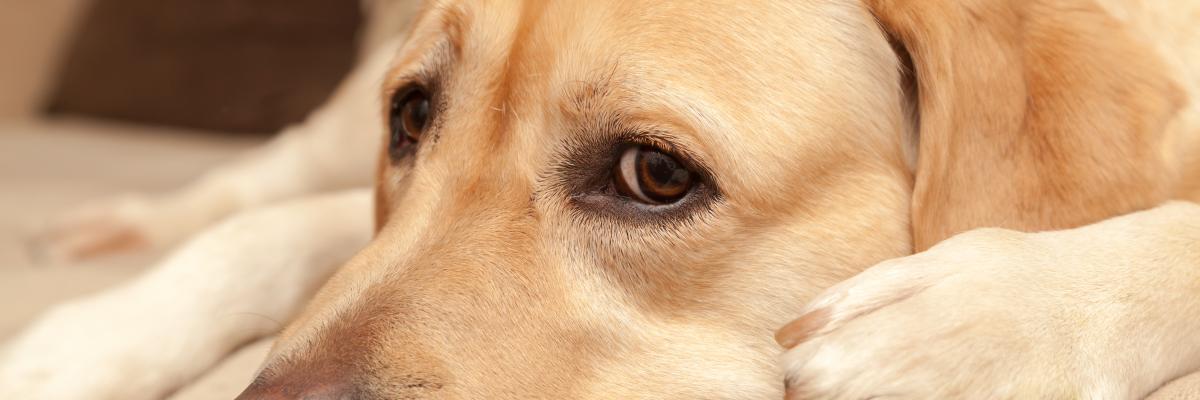 Closeup on the face of a yellow lab laying down, who looks worried.
