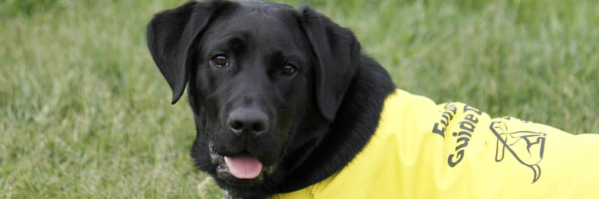 A young black Labrador-Retriever laying on his belly in the grass, wearing a yellow “Future Guide Dog” vest.