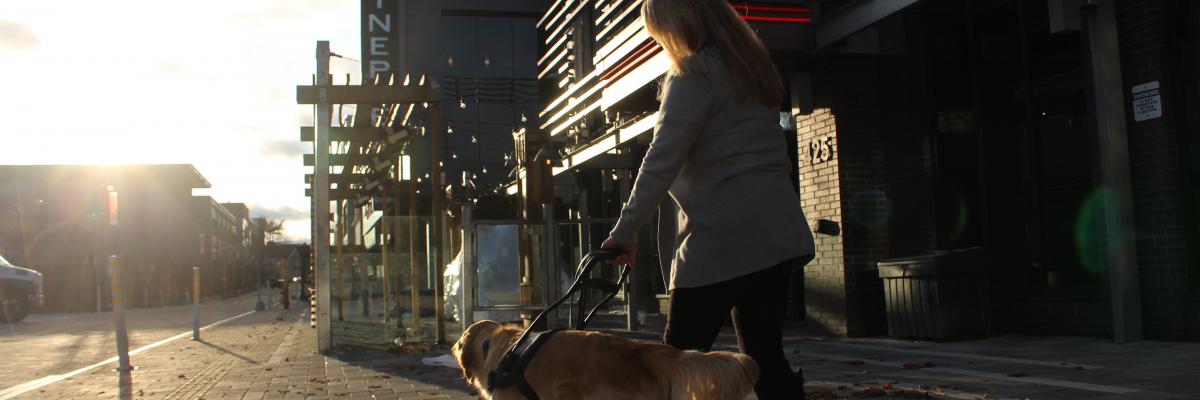 A woman and her guide dog, a golden retriever, walking down a sidewalk into the sunset, away from the camera.