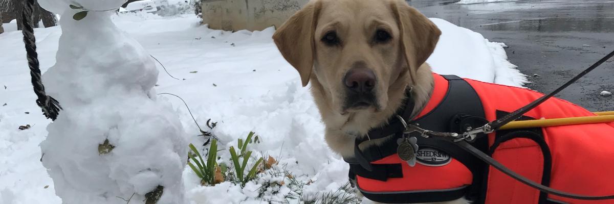 A yellow Labrador Retriever guide dog wearing a harness with a winter jacket underneath and boots on his paws; he is standing on snow next to a snowman.