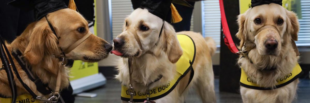 Three CNIB Guide Dogs during a CNIB Guide Dog Graduation ceremony. All three dogs are wearing graduation caps