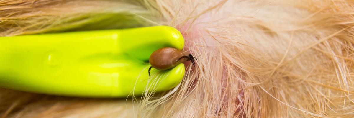 Close-up of a tick twister tool being used to remove a partially engorged tick from a dog’s skin