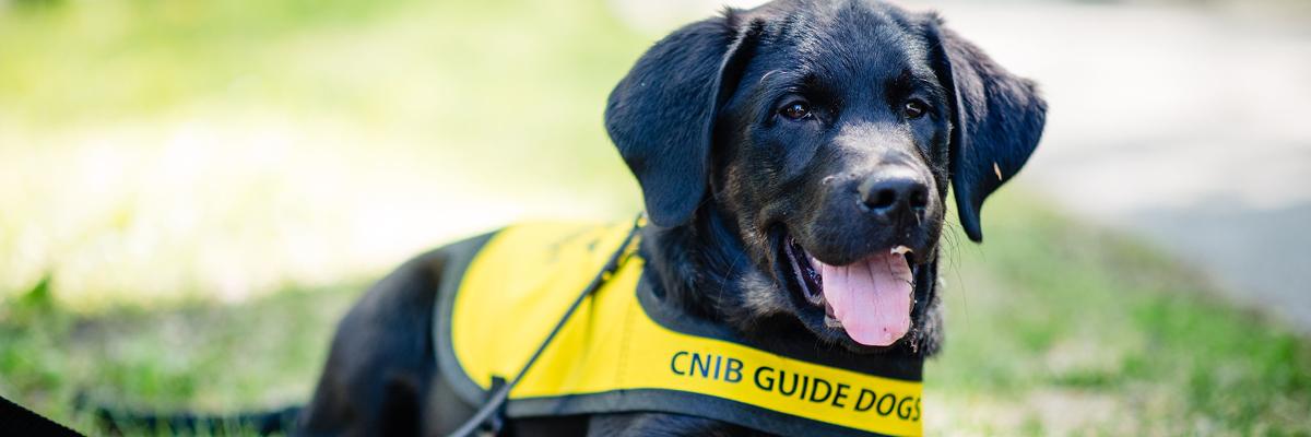 Pepper, a black Labrador-golden retriever cross with brindle markings, as a puppy laying on grass while wearing a bright yellow Future Guide Dog vest