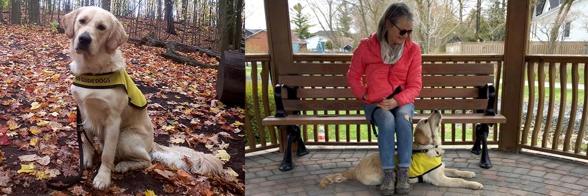Flanders wearing his Future CNIB Guide Dog vest and sitting amongst autumn leaves; Puppy Raiser Claire sitting on a bench in a gazebo with Flanders lying under her looking up