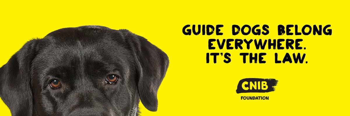 A yellow banner featuring a black lab pupping. The banner features his eyes peeking over the bottom of the page. Text "Guide dogs belong everywhere. It's the law."