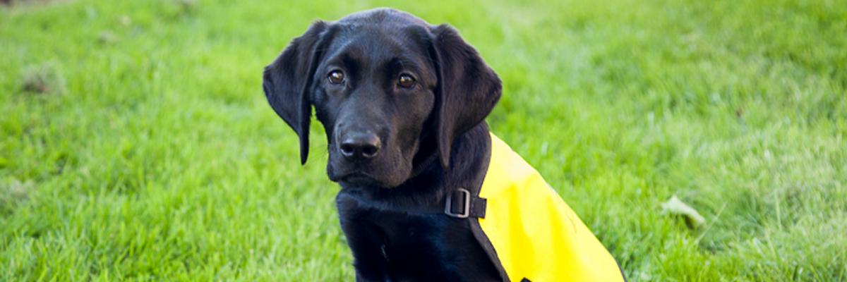 Photo of a black lab puppy wearing a CNIB Guide Dogs yellow vest.