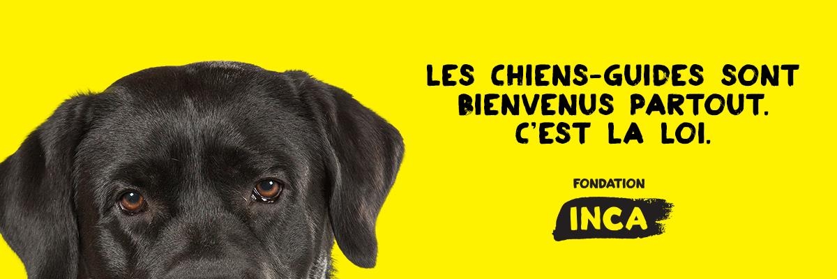  Le haut de la tête d’un chien-guide sur fond jaune. Le chien est un labrador noir et sa tête apparaît au milieu de la page. Le texte « Les chiens-guides sont bienvenus partout. C’est la loi. » apparaît.