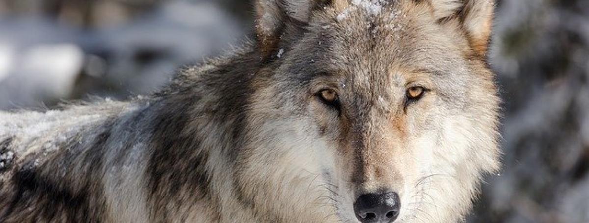 A wolf with a light dusting of snow on its fur.