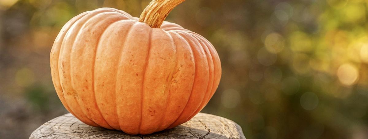 A pumpkin rests on a tree stump outdoors.