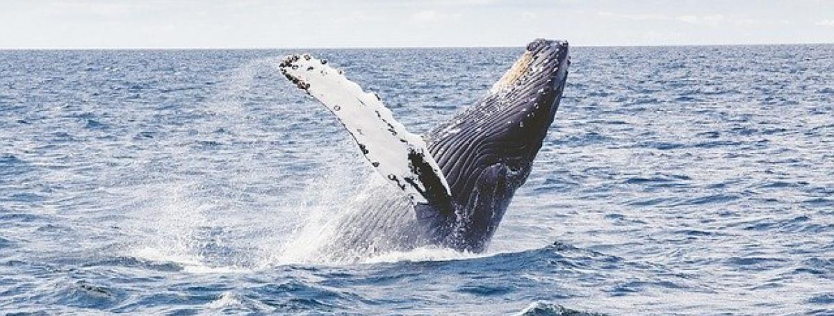 A humpback whale jumps out of the water with it's fin in the air.