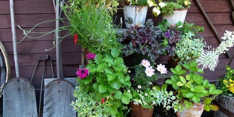 A small garden lined with potted plants on a shelf. 