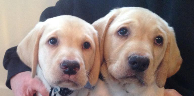 Deux chiots golden retriever