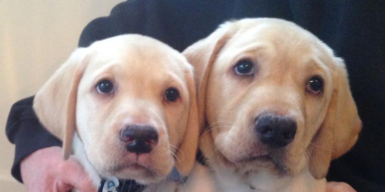 Two golden retriever puppies
