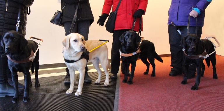 Quatre chiens-guides d'INCA se tiennent devant les jambes de leur propriétaire avec leur harnais.