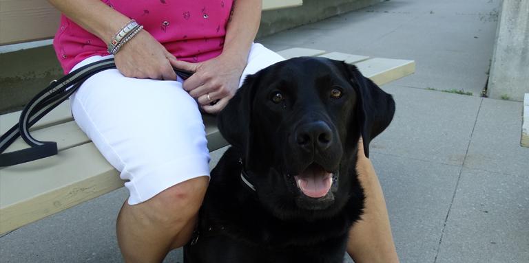 Un Labrador-Golden Retriever noir assis entre les jambes d’une femme.