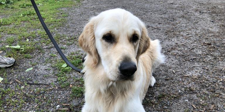 CNIB Guide Dog Yellow Lab.