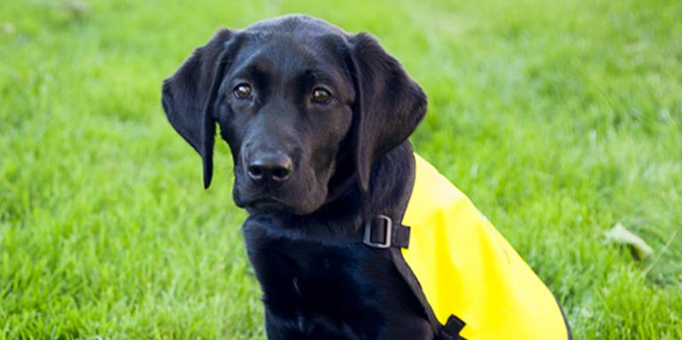 Photo of a black lab puppy wearing a CNIB Guide Dogs yellow vest.