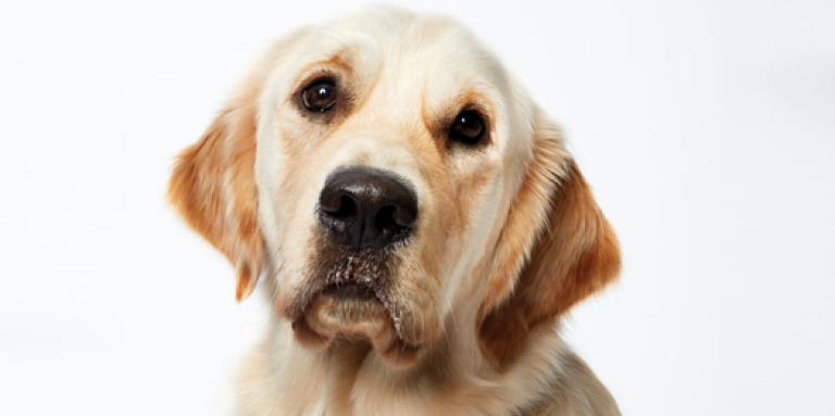 The face of a Golden Retriever on a white background.