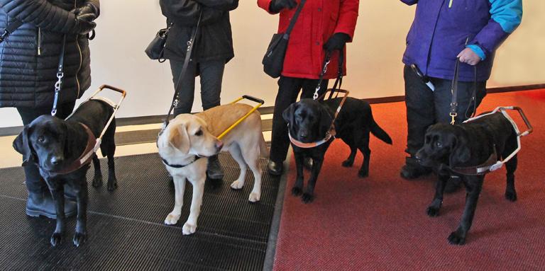 4 guide dogs (three black and one yellow) in harnesses at the feet of their handlers.