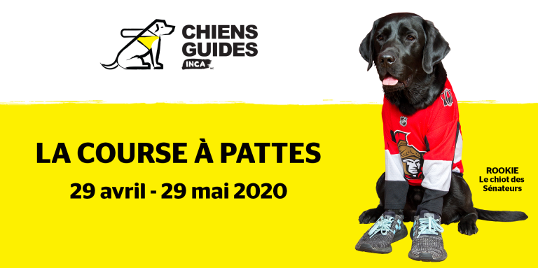 Chiens Guides INCA La Course À Pattes. 29 avril - 29 mai 2020. Image of Future Guide Dog Rookie wearing Ottawa Senators jersey.