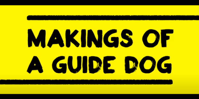 A yellow wallpaper featuring text outlined in a black paintbrush style design. Text: Makings of a Guide Dog.