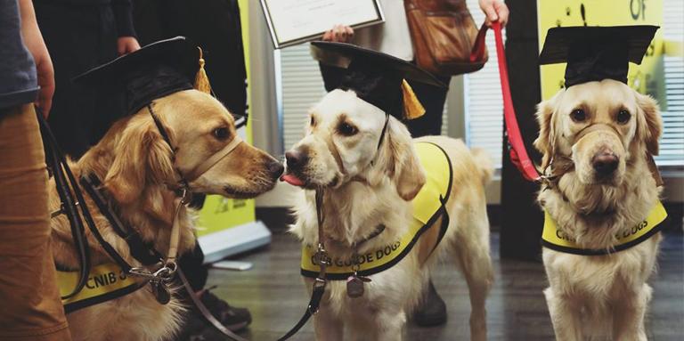 Trois chiens-guides portant un mortier