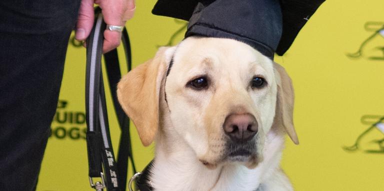 Un Labrador-Retriever blond, chien-guide d’INCA, portant un harnais et une toque de diplômé, assiste à sa remise de diplôme. On voit la main de son propriétaire qui tient sa laisse.